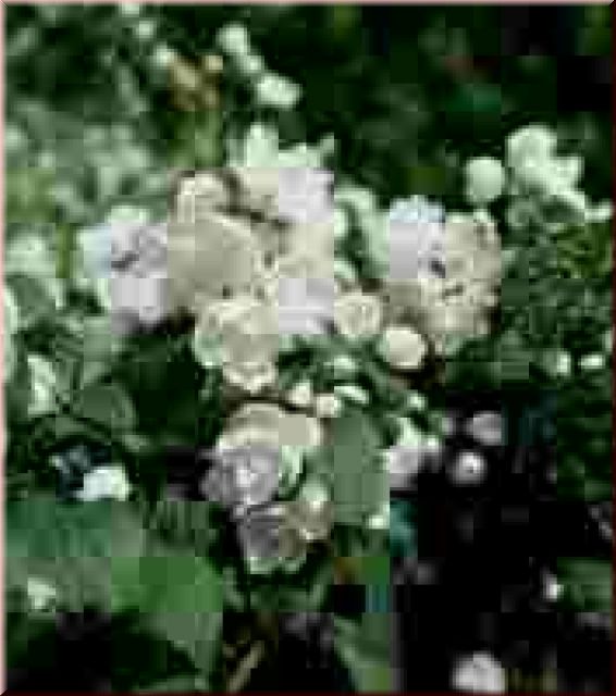 Philadelphus 'Schneesturm'